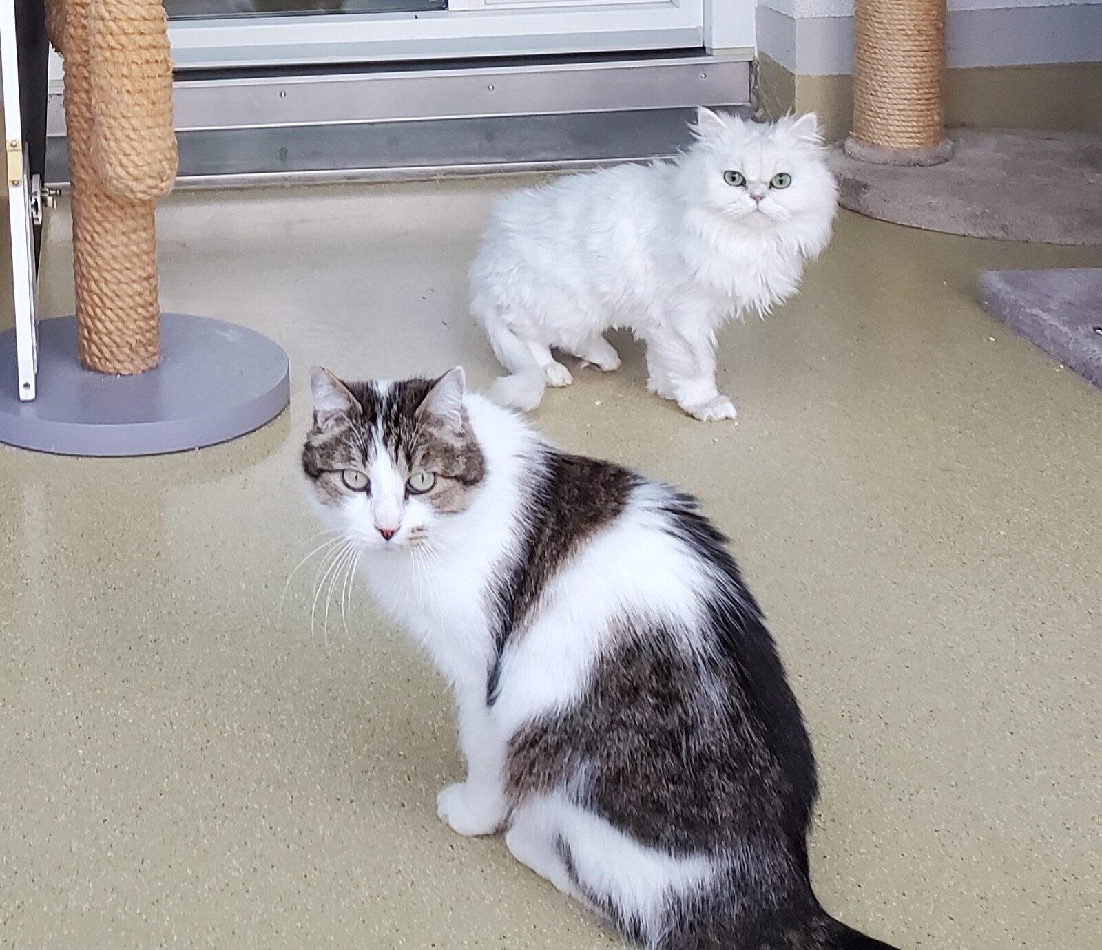 Sugar und Tino – Tierheim Erding