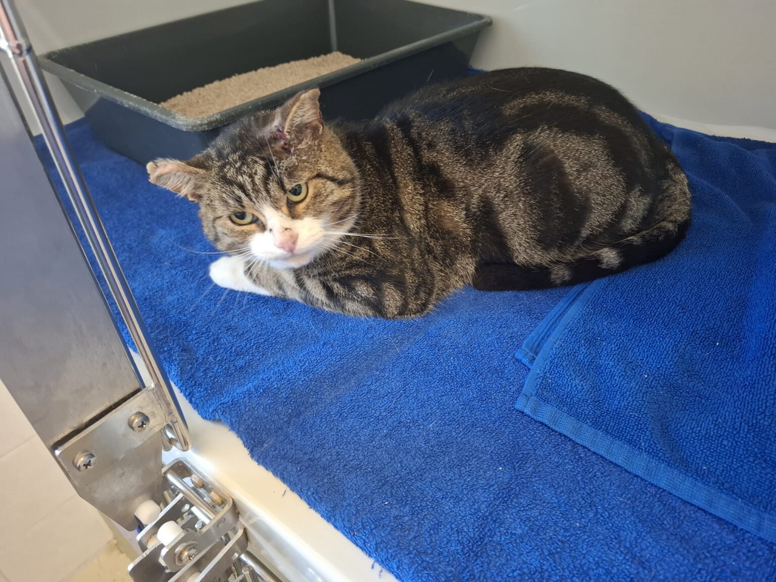 Fundkater, – Niederhummel – Tierheim Erding
