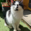 Rocket – Tierheim Erding