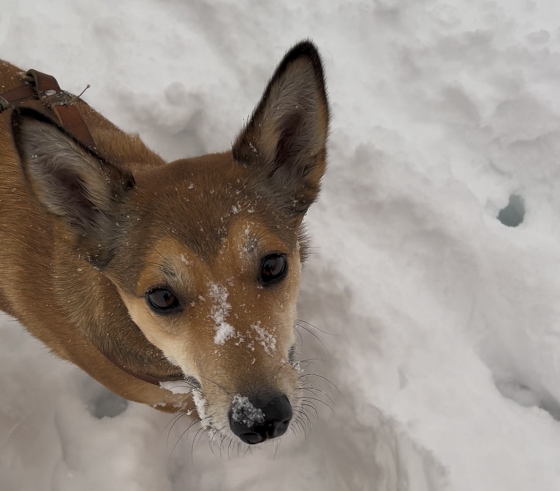 Filou – Tierheim Erding