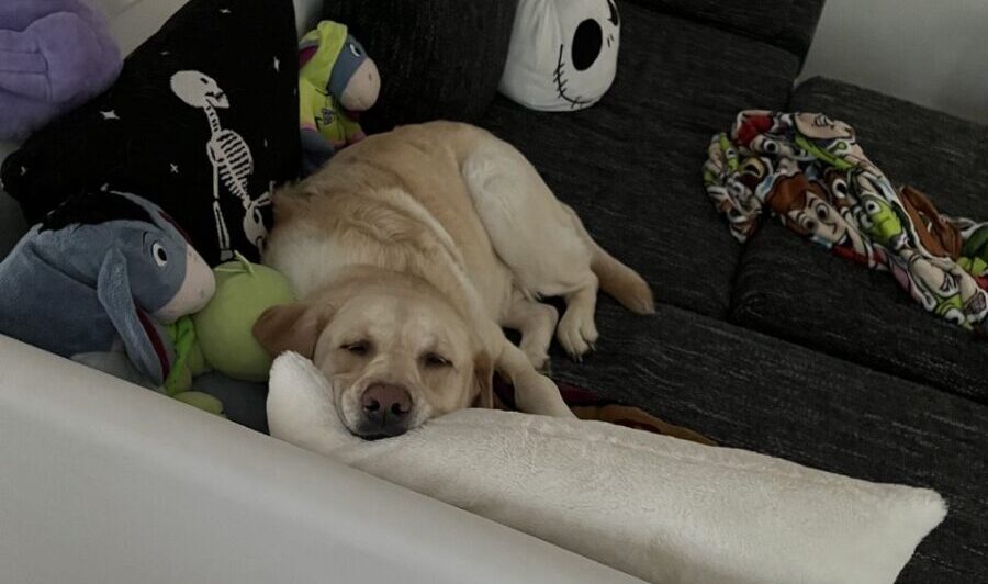 Freddy – Tierheim Erding