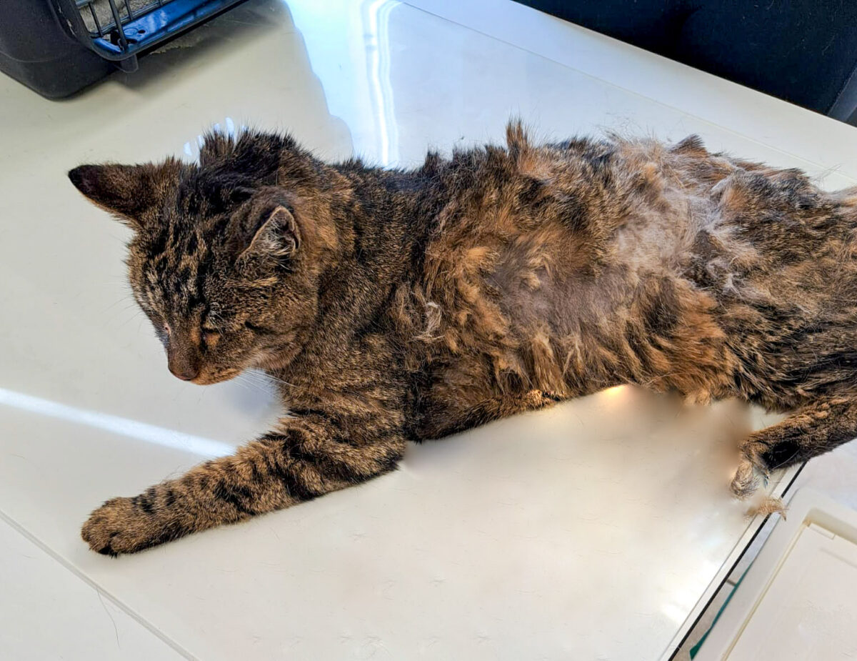 Fundkatze, – Erding – Tierheim Erding